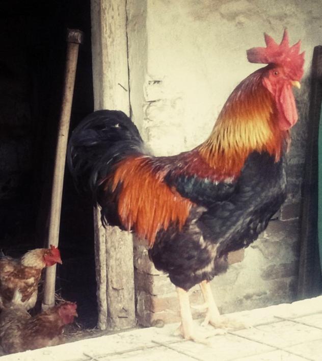Jurtafarm Rackeve - A Nomad Luxus Hotel Buitenkant foto